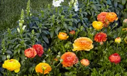 Ranunculus Flower Care and Growing Guide (Most Detailed)