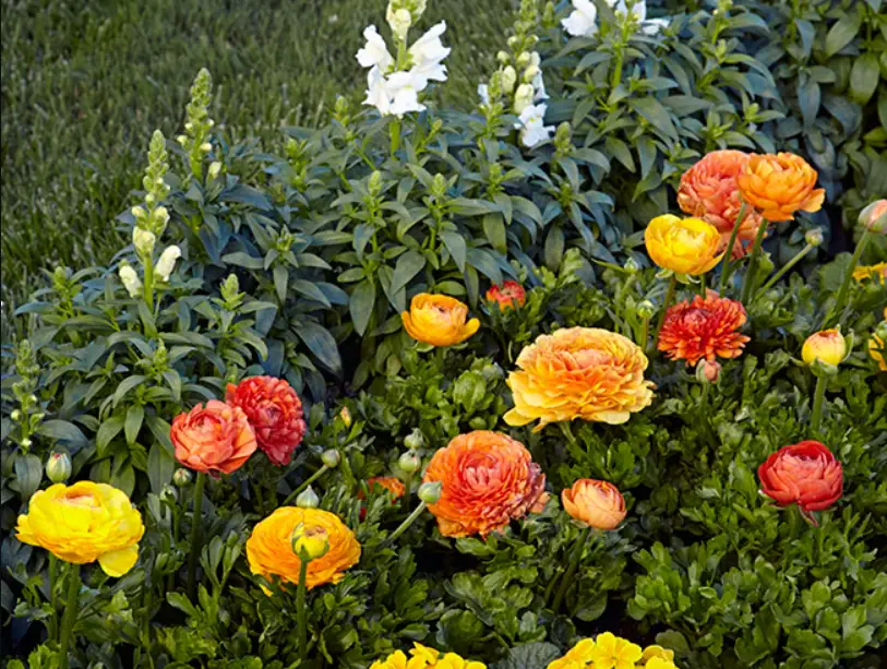 Ranunculus Flower