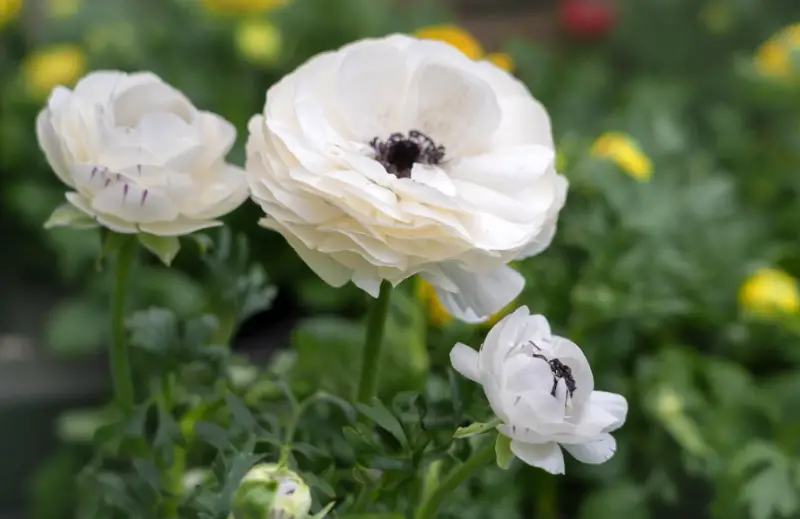 Types of White Flowers