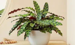 Rattlesnake Plant Care and Growing Guide with Ultimate Tips