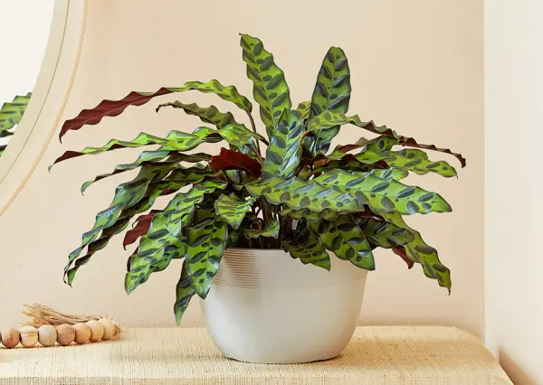 Rattlesnake Plant