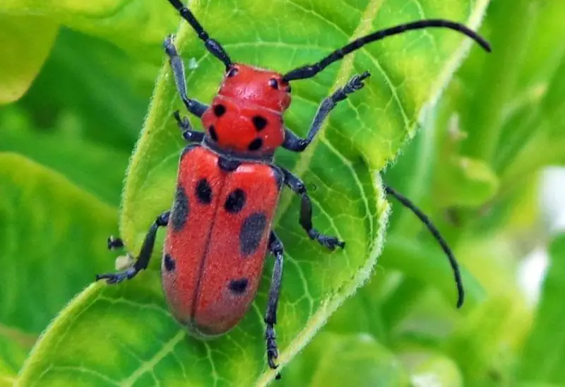 Red and Black Bugs