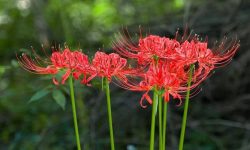 Red Spider Lily Care and Growing Guide (Detailed Instructions)