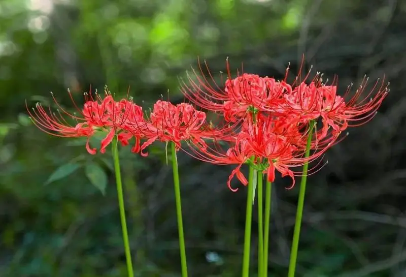 Red Spider Lily