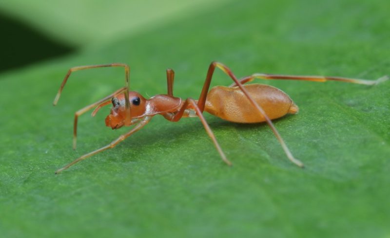 Tiny Red Spiders