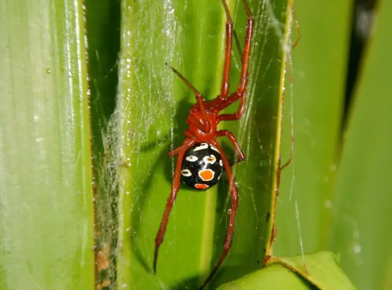 Tiny Red Spiders