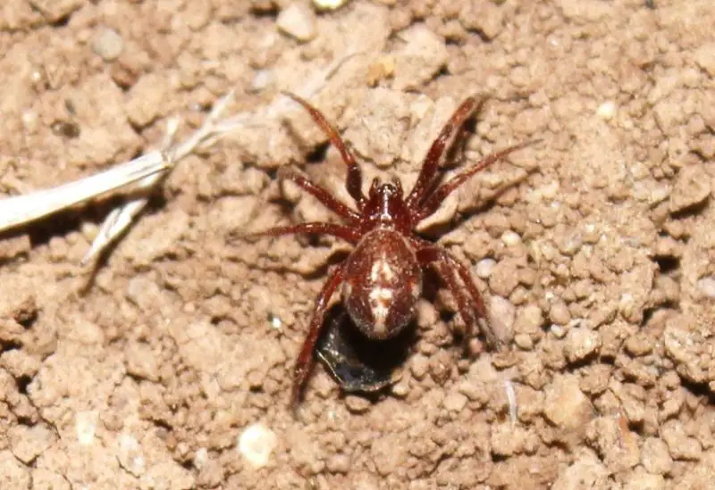 Tiny Red Spiders