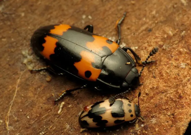 Red and Black Bugs