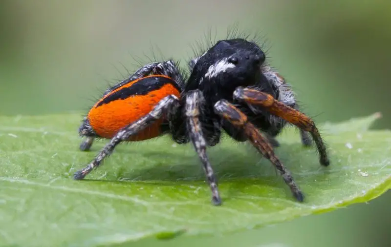 Tiny Red Spiders