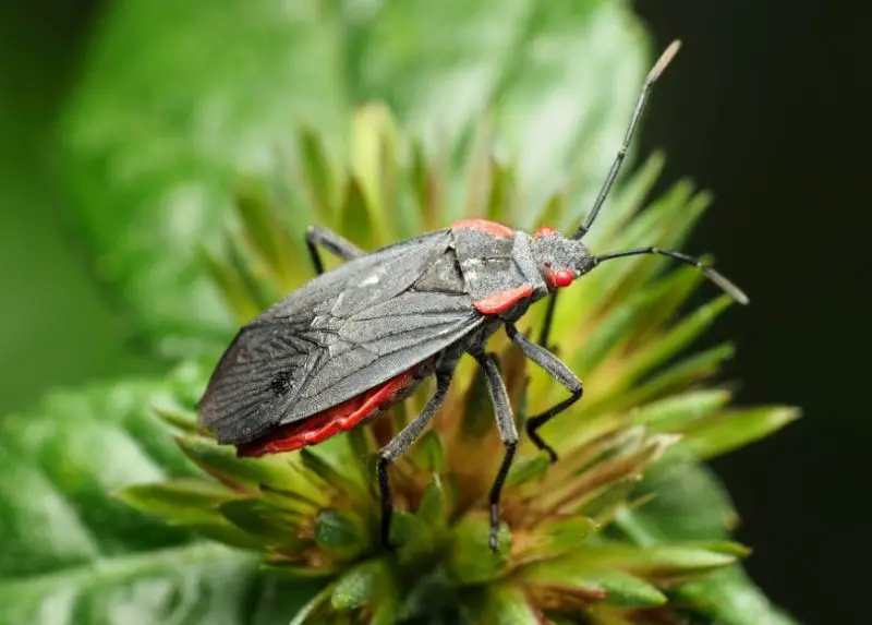 Red and Black Bug Species