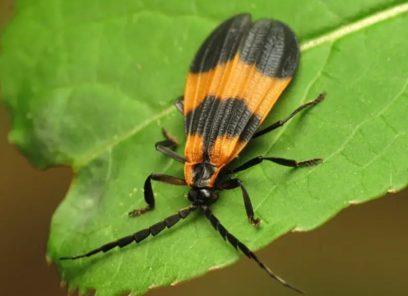 Red and Black Bugs