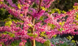 Rising Sun Redbud Care and Growing Guide (Most Detailed)