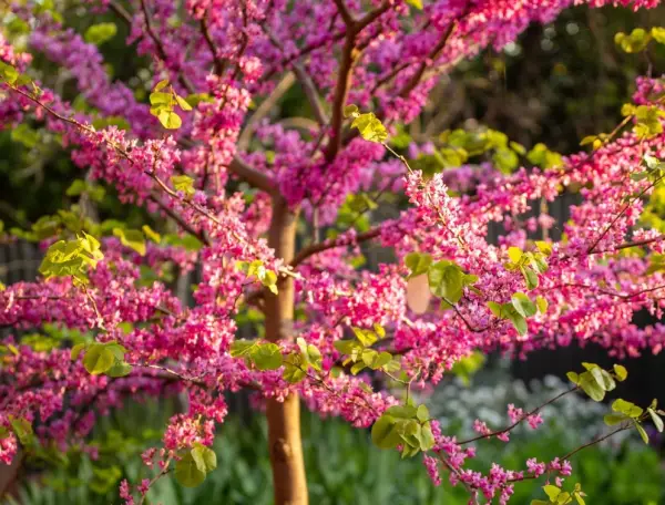 Rising Sun Redbud