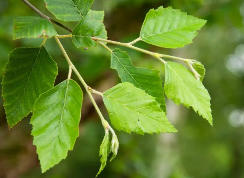 Birch Tree Leaves