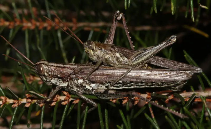 Grasshopper Species in Florida