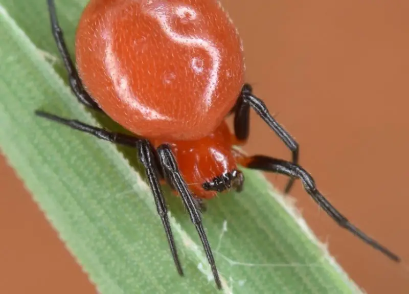 Tiny Red Spiders