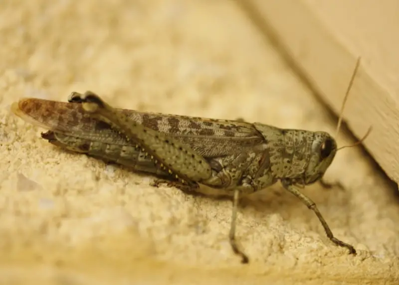 Grasshopper Species in Florida