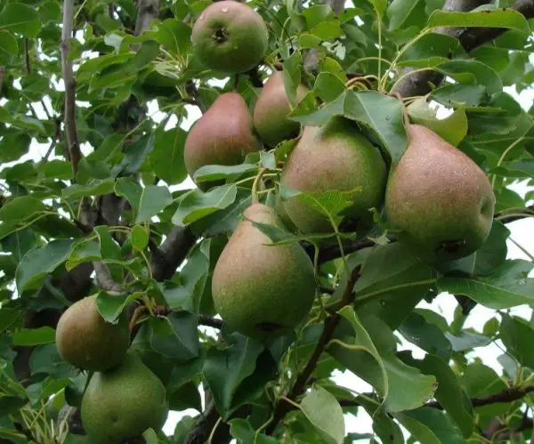 Types of Pear Trees