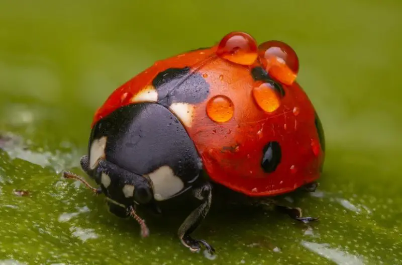 Red and Black Bugs