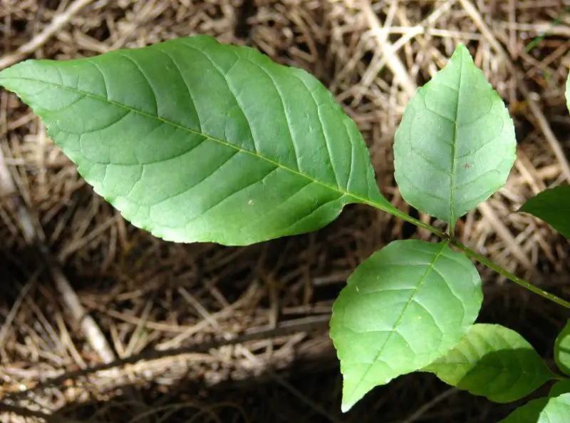 Ash Tree Leaves