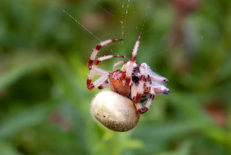 Tiny Red Spiders