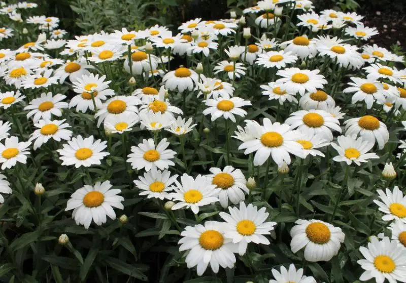 Shasta Daisy