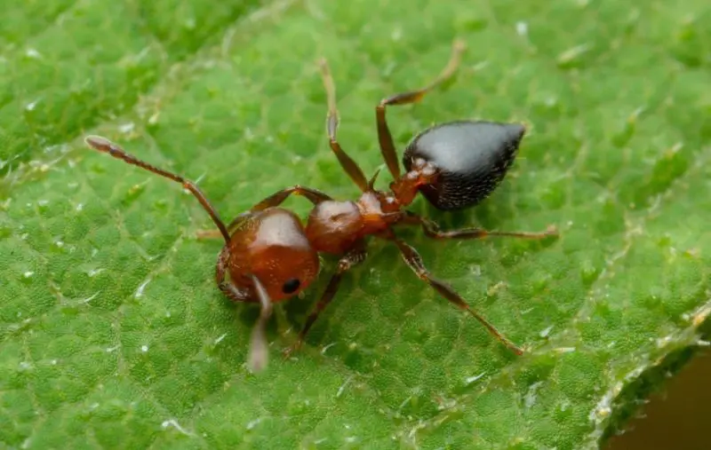 Red and Black Bugs