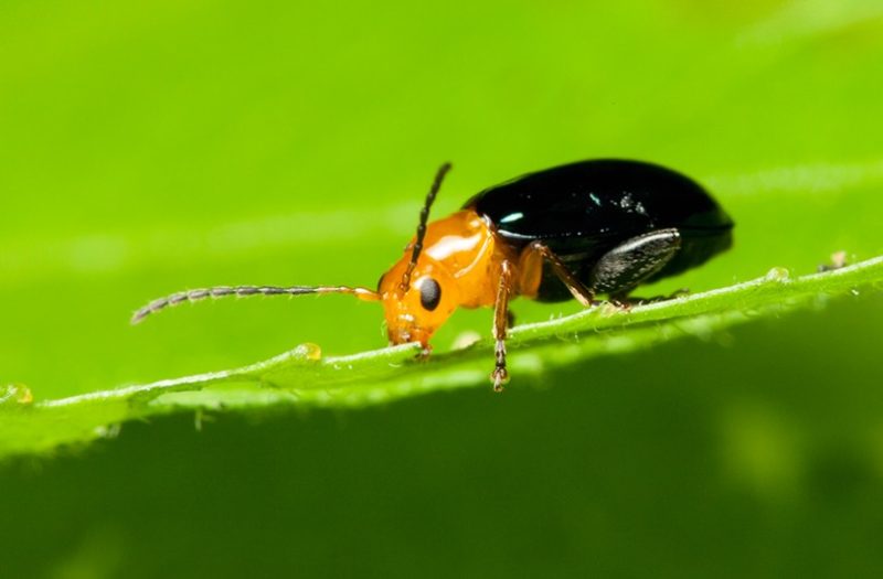 Red and Black Bugs