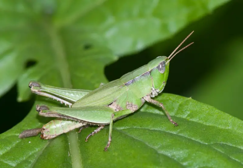 Grasshopper Species in Florida