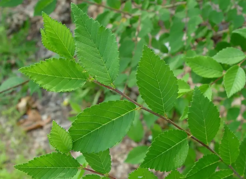 Types of Elm Trees