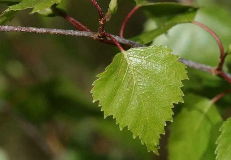 Birch Tree Leaves