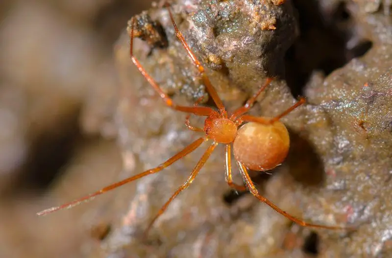 Tiny Red Spiders