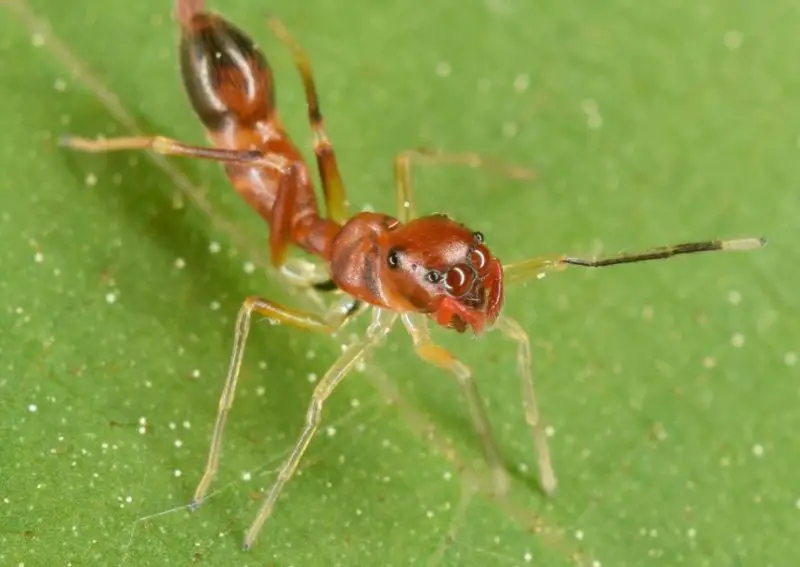 Tiny Red Spiders