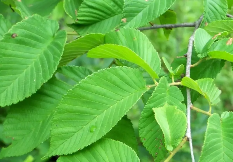 Types of Elm Trees