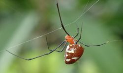 37 Tiny Red Spider Species (Pictures and Identification)