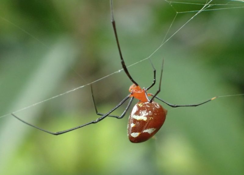 Tiny Red Spider