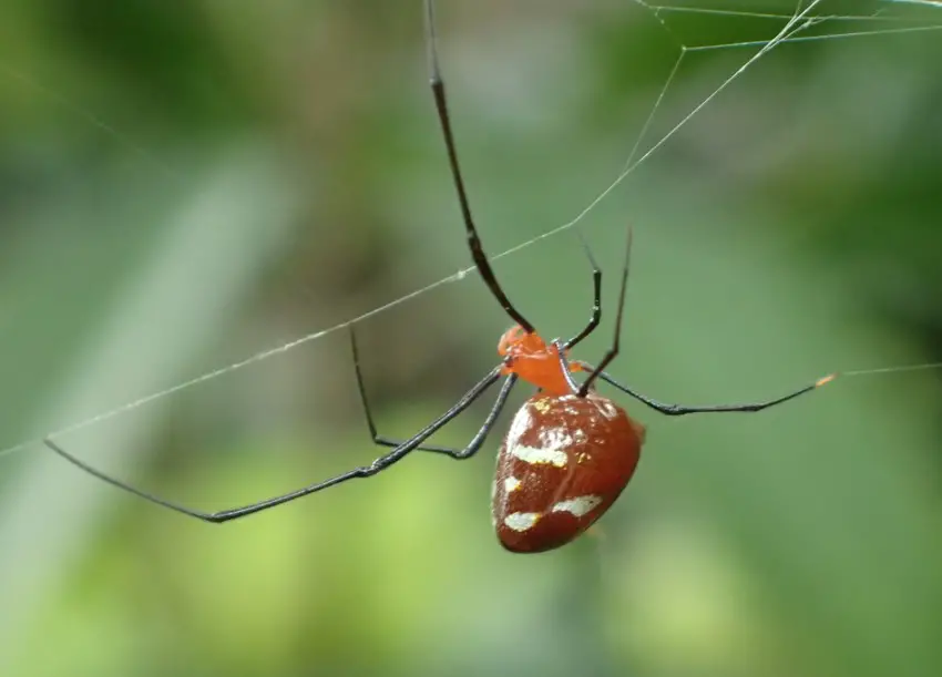 37 Tiny Red Spider Species (Pictures and Identification)