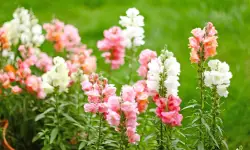 Snapdragons Care and Growing Guide with Ultimate Tips