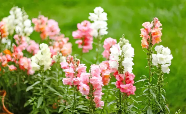 Snapdragons