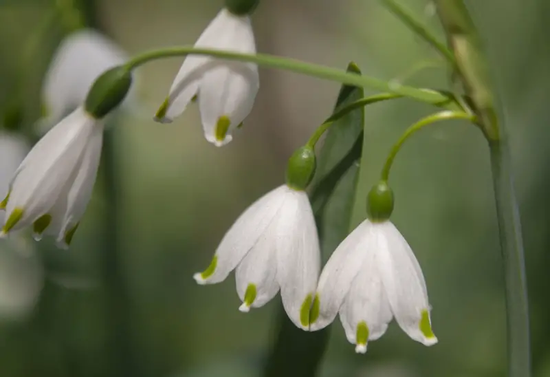 Types of White Flowers