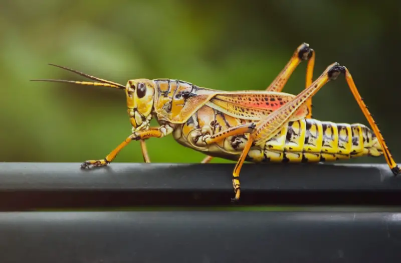 Grasshopper Species in Florida