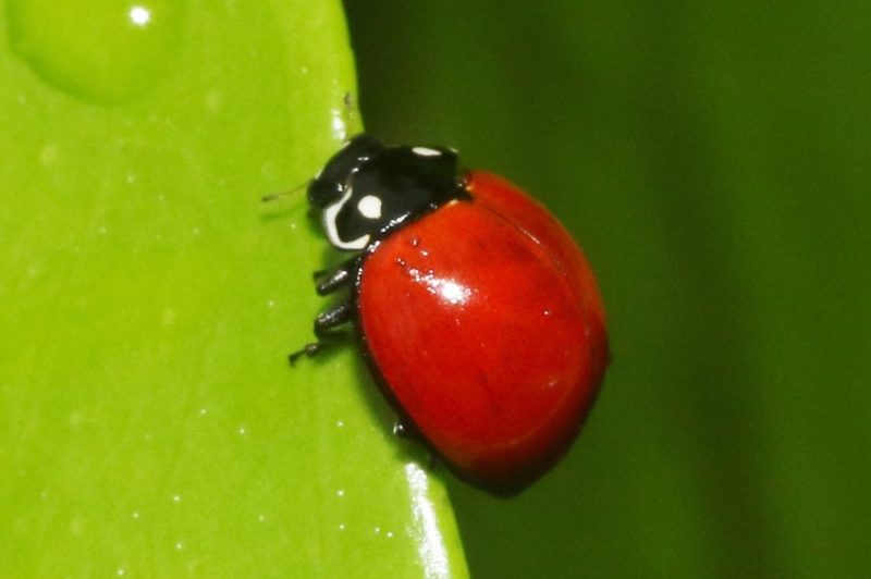 Red and Black Bugs