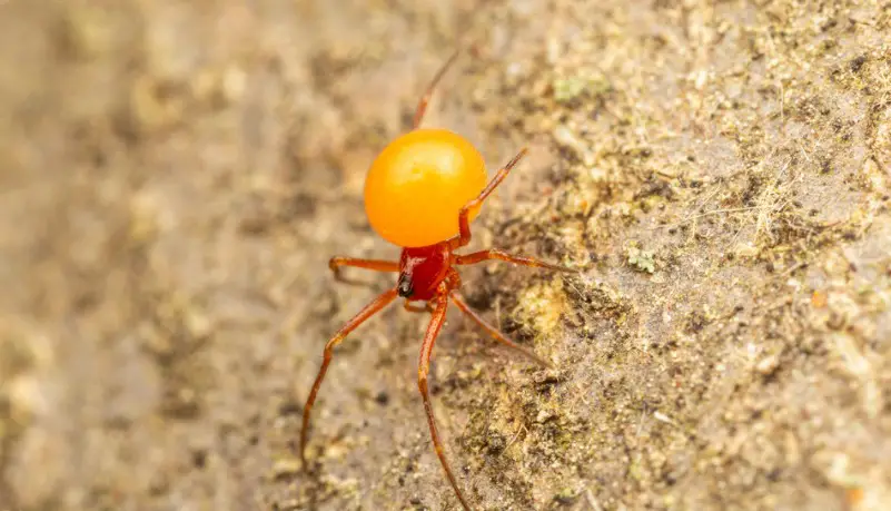 Tiny Red Spider