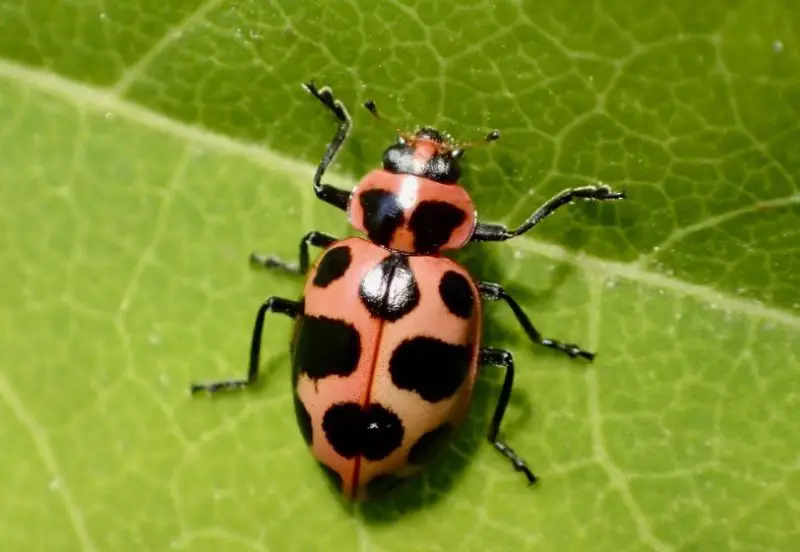 Red and Black Bugs