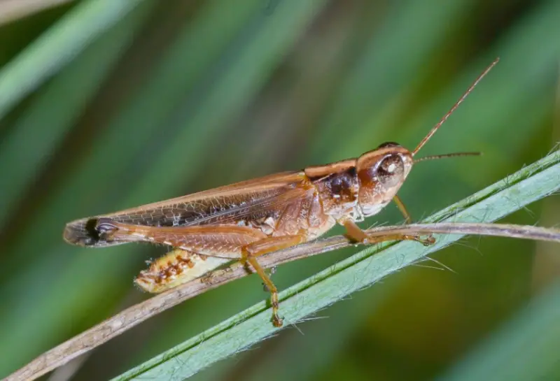 Grasshopper Species in Florida