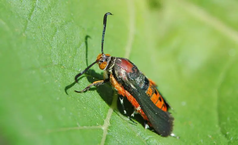 Red and Black Bugs