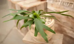 Staghorn Fern Care and Growing Guide with Ultimate Tips