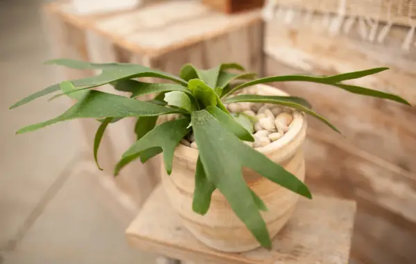 Staghorn Fern