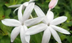 Star Jasmine Care and Growing Guide with Ultimate Tips