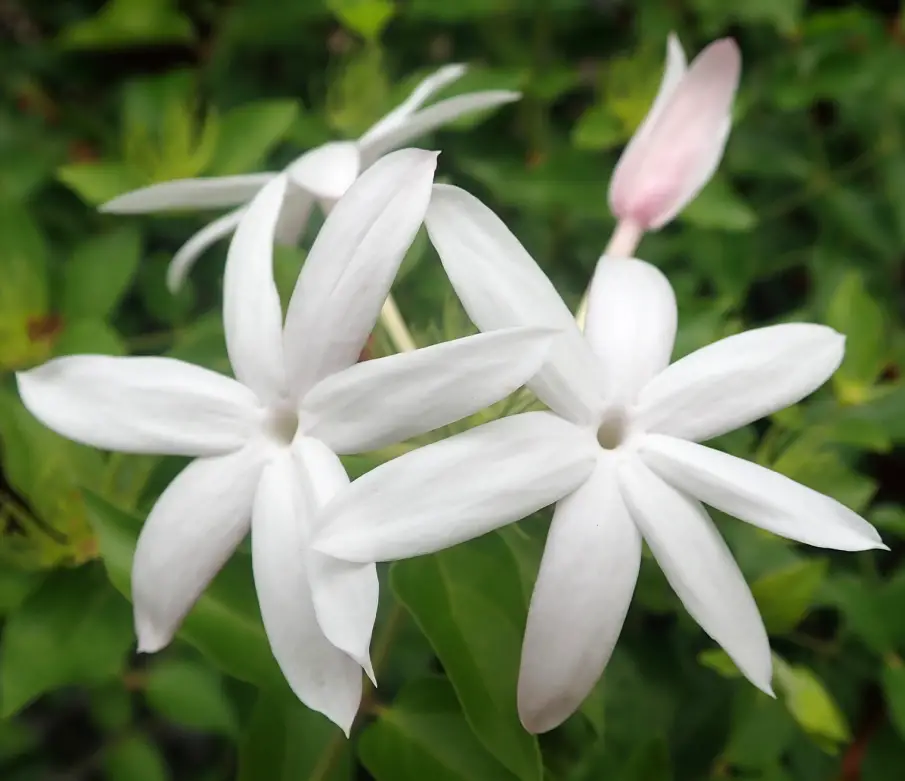 Star Jasmine